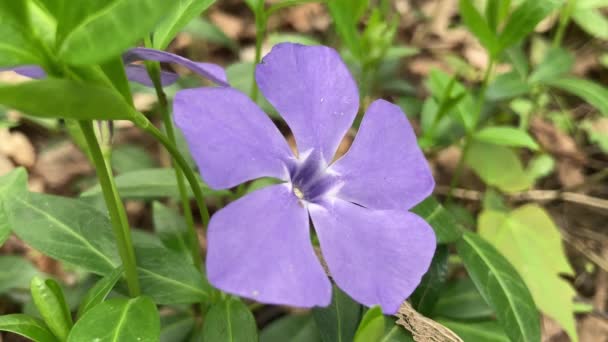 Hermosas Flores Púrpuras Vinca Sobre Fondo Hojas Verdes Vinca Menor — Vídeo de stock