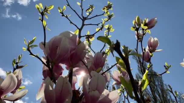 Flor Magnolia Floração Contra Fundo Flores — Vídeo de Stock