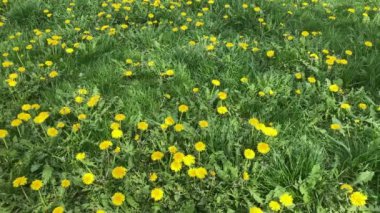 Beautiful flowers of yellow dandelions in nature in warm summer or spring on meadow in sunlight, macro. Dreamy artistic image of beauty of nature.