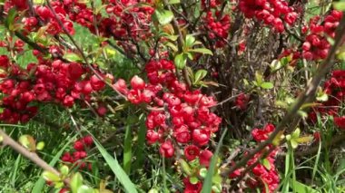 Güzel kırmızı çiçekler. Chaenomeles japonica, Japon ayva ya da ayva çiçeği denilen çiçeklerin etrafında uçan güneş çiçekli bir yabanarısı türü..