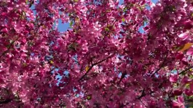 Close-up blossoming apple tree on a spring day. Beautiful spring tree red flowers background. Branch with red flowers.