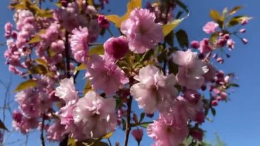 Pink tree flowers of Prunus serrulata Kanzan, branch flowers japanese cherry floral background close up. Japanese cherry Kanzan with gentle pink flowers, Prunus avium, Prunus serrulata Kwanzan Cherry