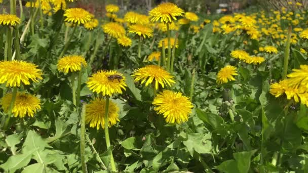 Bee Pollinates Yellow Dandelion Background Green Grass Blooming Yellow Flower — Vídeos de Stock