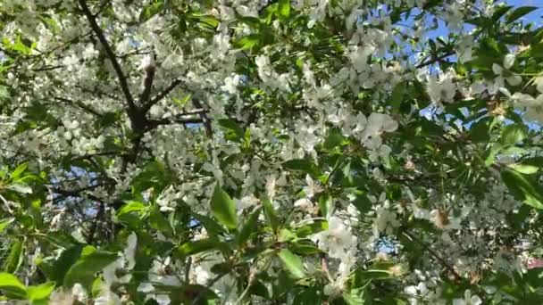 青空と桜の開花 前景に焦点を当てます 浅い被写し界深度 — ストック動画