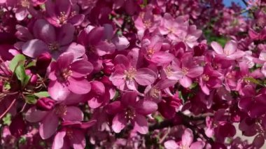 Close-up of a blossoming apple tree on a spring day. Beautiful spring tree red flowers background. Branch with red flowers.
