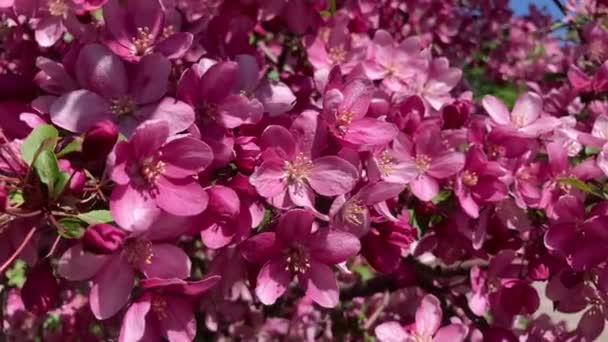 Nahaufnahme Eines Blühenden Apfelbaums Einem Frühlingstag Schöne Frühlingsbaum Rote Blumen — Stockvideo
