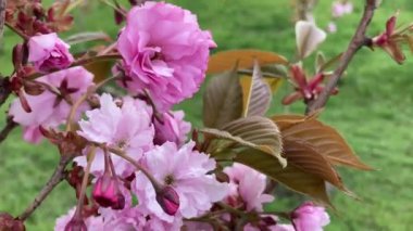 Japanese cherry Kanzan with gentle pink flowers, Prunus avium, Prunus serrulata Kwanzan Cherry. Pink tree flowers of Prunus serrulata Kanzan, branch flowers japanese cherry floral background close up