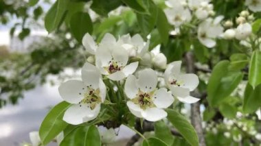 Blossoming cherry against the blue sky. Focus on the foreground. Shallow depth of field. white cherry blossom