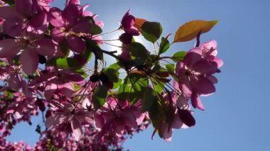 Close-up blossoming apple tree on a spring day. Beautiful spring tree red flowers background. Branch with red flowers.