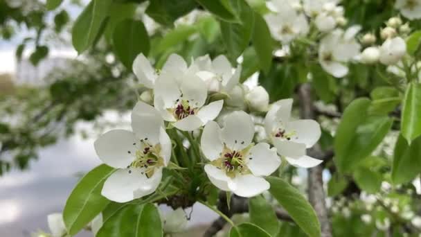 Blossoming Cherry Blue Sky Focus Foreground Shallow Depth Field White — Stockvideo