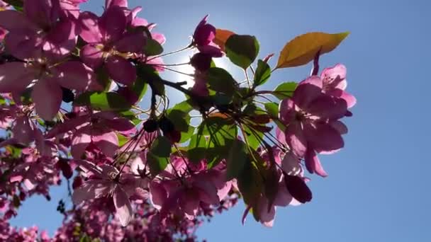 Großaufnahme Blühender Apfelbaum Einem Frühlingstag Schöne Frühlingsbaum Rote Blumen Hintergrund — Stockvideo