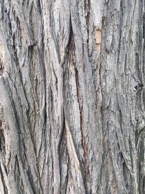 Close up texture of maple tree bark near