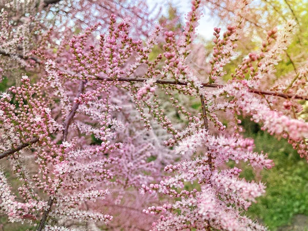 Tamarix Ramosissima Pink Cascade Белые Розовые Цветы Закрываются Листья Бледно — стоковое фото