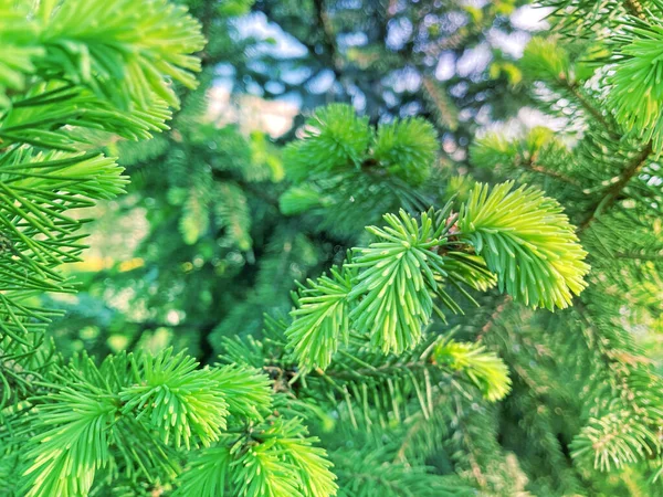 Ramos Espinhosos Verdes Peles Pinheiros Brunch Árvore Abeto Perto Concentração — Fotografia de Stock