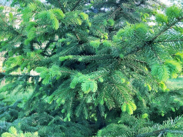 Πράσινα Αγκαθωτά Κλαδιά Γούνας Πεύκων Δεκατιανό Δέντρα Είναι Κοντά Χαμηλή — Φωτογραφία Αρχείου