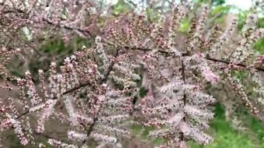 Tamarix Ramosissima Pembe Şelale, beyaz, pembe çiçekler. Yapraklar soluk yeşil pullu, tüylü. Tamarisk veya Salt Cedar. Tamarix 'in yumuşak çiçekleri mi yoksa pembe çiçekli tamarisk yeşil bitkisi mi?
