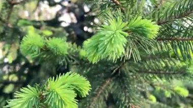 yeşil dikenli kürk dalları veya çam ağaçları. Firavun ağacı brunch 'ı yaklaşıyor. Sığ odaklanma. Yumuşak köknar ağacı brunch 'ı yakın çekim. Noel duvar kağıdı konsepti. Boşluğu kopyala.