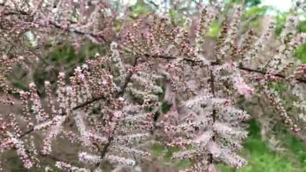 塔马里克斯Ramosissima Pink级联白色粉红花朵关闭 叶子呈淡绿色鳞片状 塔马里克或盐雪松 金银花或金银花绿色植物的柔嫩花朵 — 图库视频影像