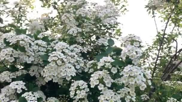 Van Houttes Spiraea Latin Name Spiraea Vanhouttei Spring Blooming Shrub — Stock Video