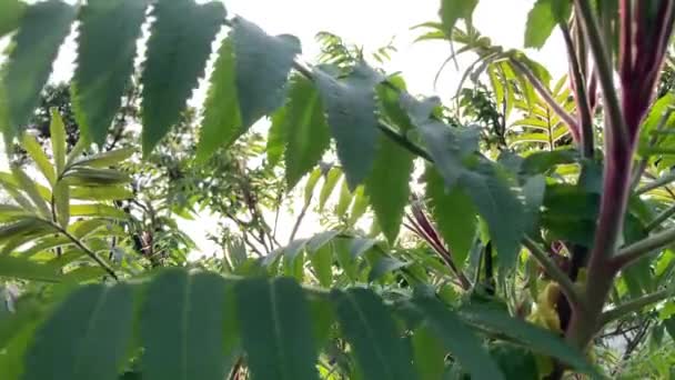 Süslü Bitki Sumac Geyik Boynuzu Sirke Ağacı Süslü Sumac Ağacının — Stok video