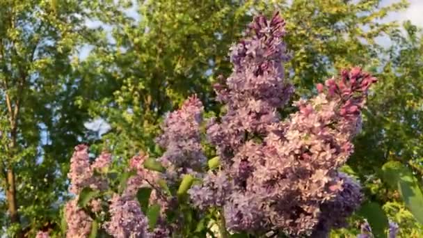 Árbol Lila Común Floreciente Con Flores Lila Colores Brillantes Lila — Vídeos de Stock