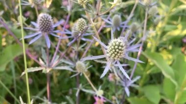 Vahşi tıbbi bitki Sea Holly veya Eryngium hafif esintiyi sallar. Çiçek açan Eringium, ya da yaz çayırında yetişen Eringium yeşili.