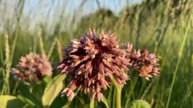 Allium Scorodoprasum. Avrupa 'da vahşi bir soğan türü. Yabani çiçekler - Kum pırasası veya Rocambole.