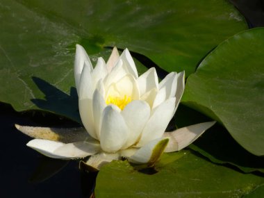 Nymphaeaceae, çiçekli bir bitki familyasıdır. Dünya çapında ılıman ve tropikal iklimlerde rizomatlı su bitkileri olarak yaşarlar. Gölette beyaz su zambağı.