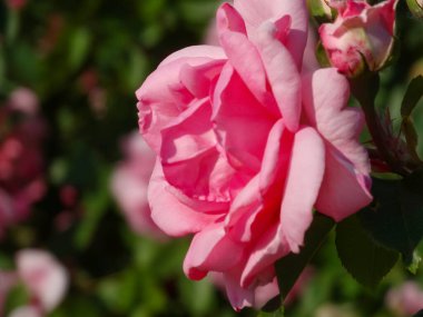 Temmuz 2023 'te yağmurdan sonra bir bahçede pembe Floribunda Rose Leonardo da Vinci çiçekleri. Kartpostallar, selamlar, davetiyeler, posterler, düğün ve doğum günü dekorasyonu için fikir