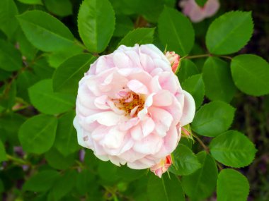 2 renk beyaz ve pembe Rosa Barış çiçek açtı. Rosa Gloria Dei