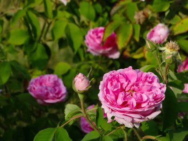 Yaz bahçesindeki Gül Madam Boll. Madam Legras Rose. Rose de Chambord. Gül bienvenue.