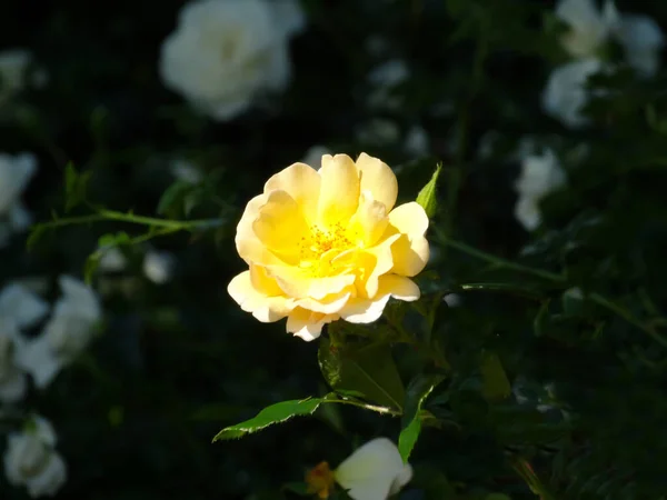 Rosa Golden Celebration Com Uma Rica Pétalas Amarelas Uma Rosa — Fotografia de Stock