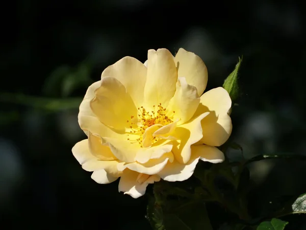 Rosa Golden Celebration Rich Yellow Petals Stunning Rose Genus Rosa — Stock Photo, Image