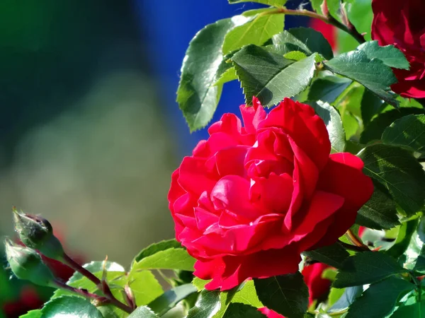 Rosa Chinesis Know Commonly China Rose Chinese Rose Alternatively Known — Stock Photo, Image