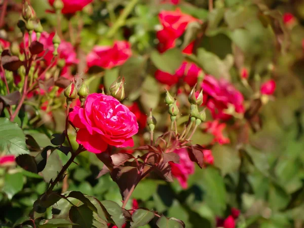 Macro Shot Beautiful Red Bush Rose Named Dame Coeur Blurred — Stock Photo, Image