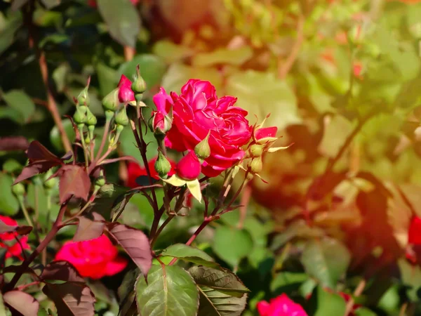 Shrub Rose Deep Impression Flowering Large Fully Double Deep Red — Stock Photo, Image
