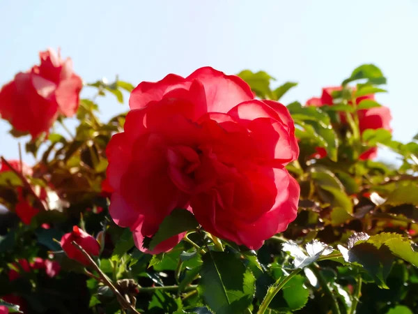 Pink Rose Flower Var Erotica Fragrant Floribunda Rose Blooms Medium — Stock Photo, Image