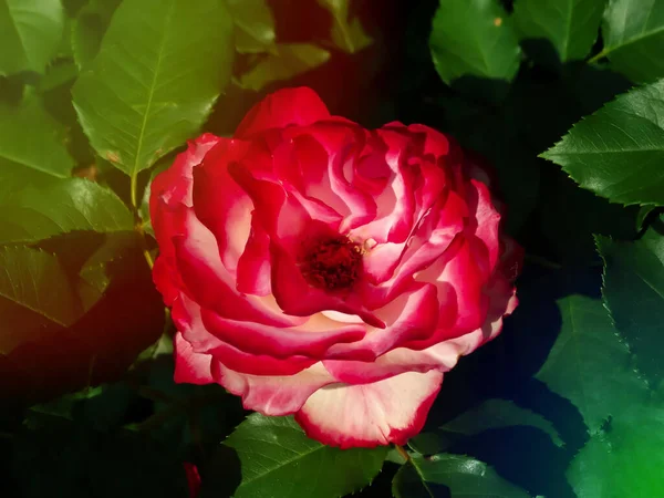 Pink rose flower var. Erotica. Fragrant Floribunda Rose blooms. Medium sized flowers in clusters. Hybrid tea roses in garden