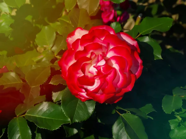 Pink rose flower var. Erotica. Fragrant Floribunda Rose blooms. Medium sized flowers in clusters. Hybrid tea roses in garden