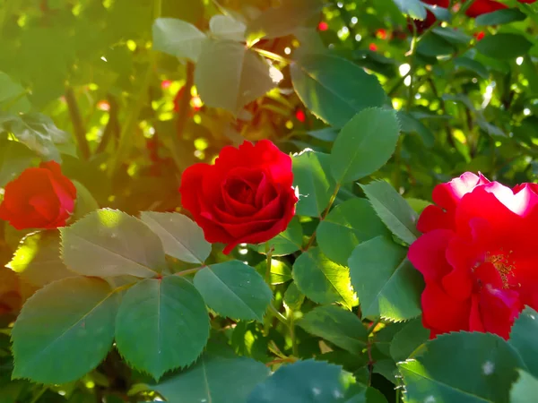 夏天红玫瑰在乡间花园盛开 花园里的红玫瑰丛 — 图库照片
