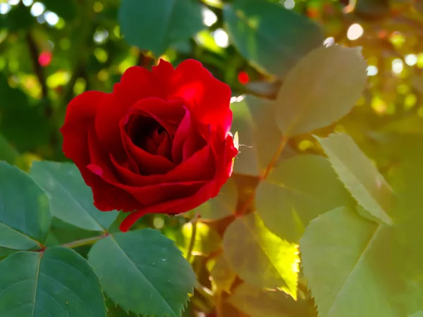 夏天红玫瑰在乡间花园盛开 花园里的红玫瑰丛 — 图库照片