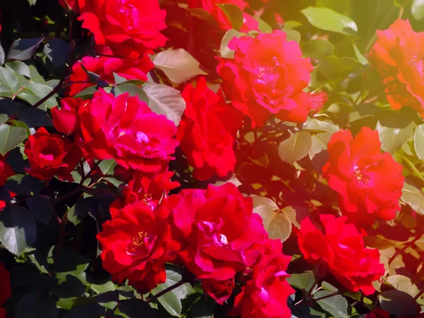 大量的红玫瑰芽在特写 各种花冠或灌木 景观设计 种子包装绘图等概念 — 图库照片