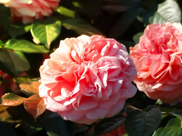 Stock image Rose flower on background blurry pink roses flower in the garden of roses. Nature. William christie rose blooming in garden