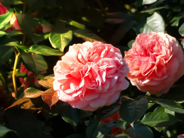 背景上的玫瑰花在玫瑰花园里模糊的粉红色玫瑰花 大自然 克里斯蒂玫瑰在花园里盛开 — 图库照片