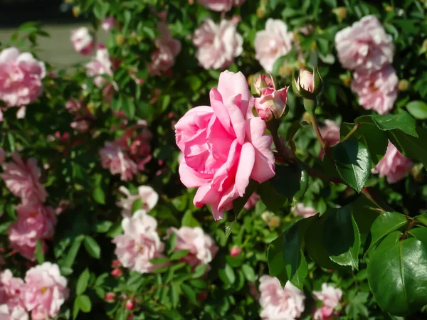 Pink Color Floribunda Rose Leonardo Vinci Flowers Garden Rain July — Stock Photo, Image