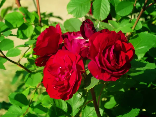 粉红玫瑰花 芬芳的弗洛里本达玫瑰绽放 中等规模的花朵丛生 花园中的混合茶玫瑰 — 图库照片
