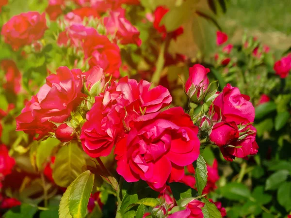 红色的玫瑰在自然阳光照射下的绿叶的背景下紧密地呈现出来 夏日花园里美丽的开花植物 紫罗兰绽放 — 图库照片