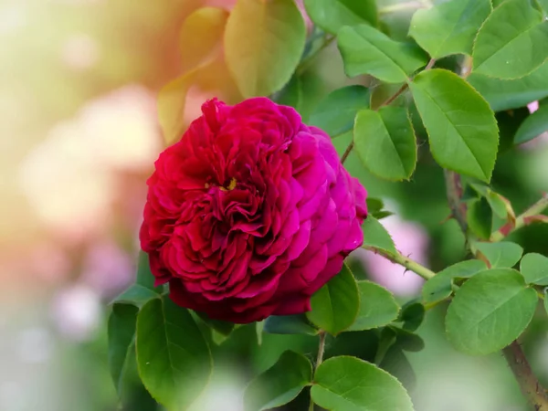 Closeup Morning Dew Covered Flower Rose Munstead Wood Ausbernard Backlit — Stock Photo, Image