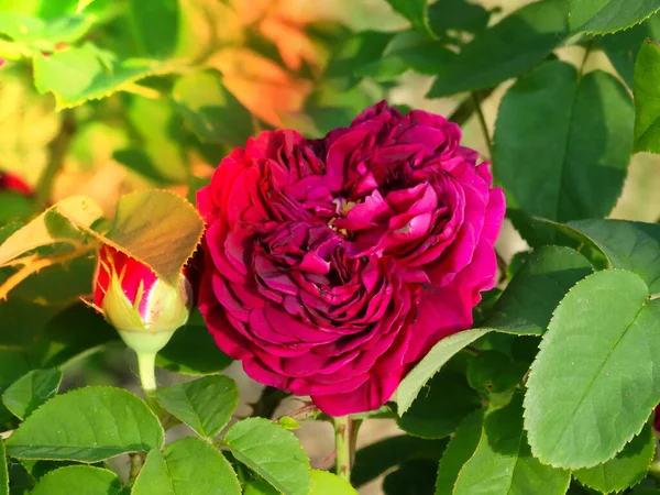 在英国村舍花园边界的晨光下 晨露遮掩着玫瑰 曼斯德 奥斯伯纳德的花朵 玫瑰紫色小屋 法斯塔夫站在奥斯丁 Ebb Tide Floribunda玫瑰 — 图库照片