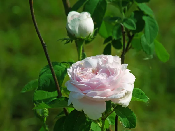 Beautiful White English Roses Flowers Natural Environment Garden Green Leaves — Stock Photo, Image